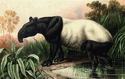 Charles Edward Brittan : Malayan Tapir