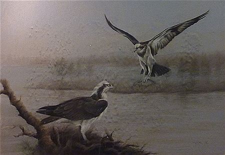 John Naylor : Study of Osprey