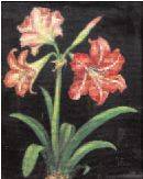 Marilyn Kincheloe : Amaryllis