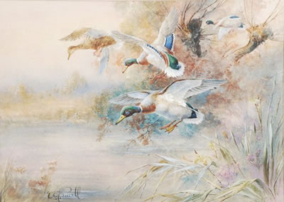 William Edward Powell : Mallard in flight