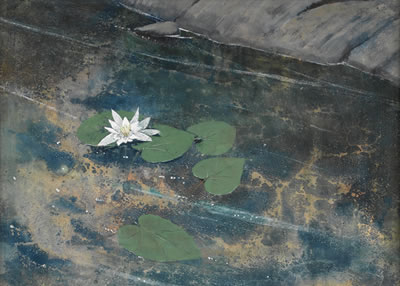 John McCoy II : WATER LILY