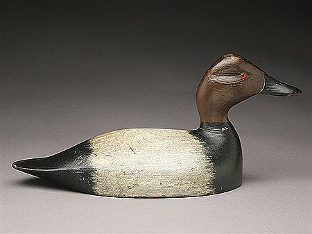 Frank Coombs : Extremely rare canvasback drake