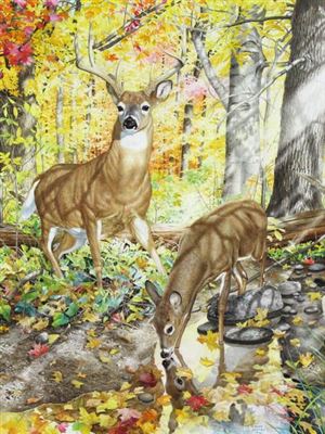 Glen Loates : WHITE TAILED DEER IN THE FOREST; 1986