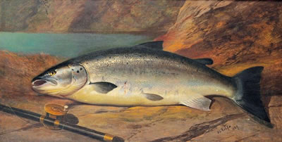 Henry Leonidas Rolfe : Salmon on the rock