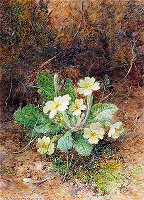 John Jessop Hardwick : Primroses