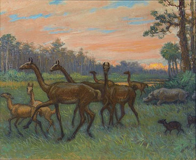 Charles Robert Knight : Prehistoric Camels and Rhinos