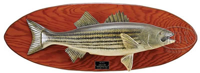 Lawrence Irvine : STRIPED BASS