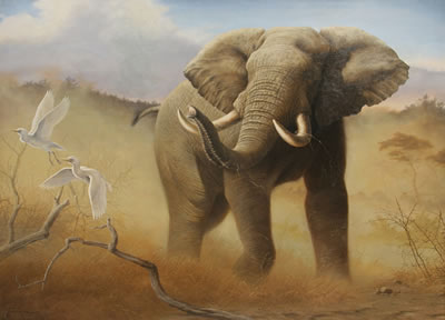 Tom Mansanarez : Elephant