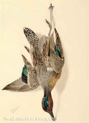 George Viavant : Green-Winged Teal