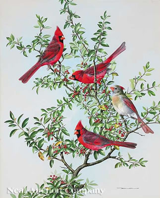 Basil Rashley Ede : 'Cardinals'