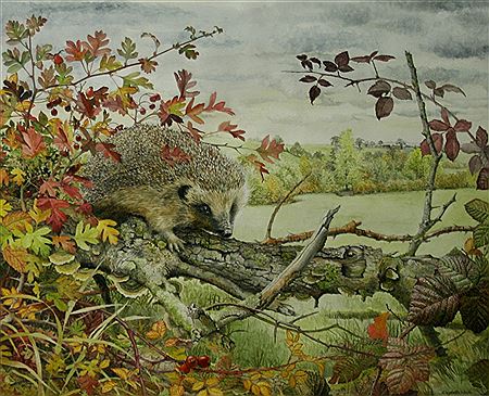 Elizabeth Walsh : A HEDGEHOG IN AUTUMN