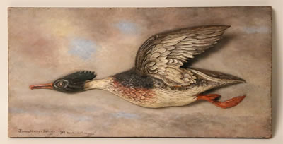 James Walter Folger : Shell Drake Duck