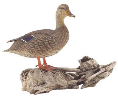 Theodore J Smith : The Queen of Wildon Creek (Mallard Hen)