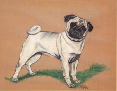 Gladys Emerson Cook : Standing Pug