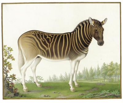 Nicolas Robert : A Quagga