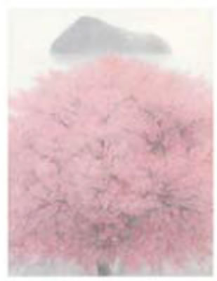 Yujin Nakaji : Cherry Blossoms and Island