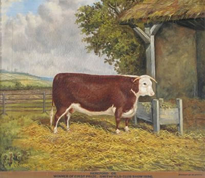 Albert Clark : Hereford Ox, winner of First Prize, Smithfield Club Show 1896; A prize bull by a barn