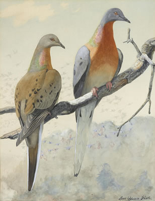 Louis Agassiz Fuertes : A pair of passenger pigeons accompanied by a second work (group of 2)