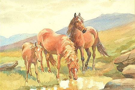 Mabel Amber Kingwell : Dartmoor Ponies