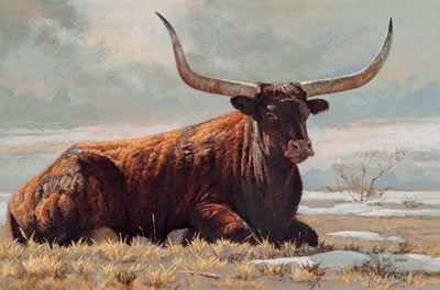 David Sanders : Longhorn