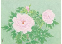 Nobuyoshi Watanabe : Peony