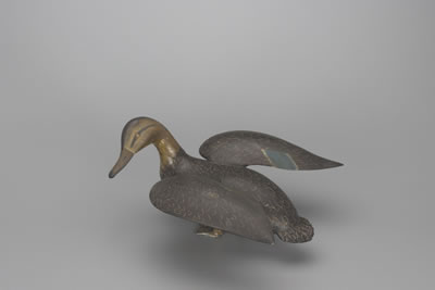 Ira D Hudson : Standing Black Duck