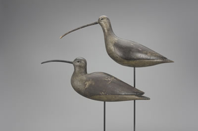 Thomas Gelston : Important Long-Billed Curlew Pair