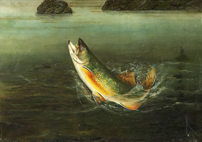 Harry Driscole : Brook Trout