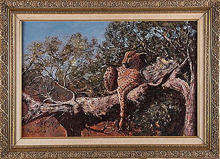 Pierre de Villiers : Cheetah in a Tree