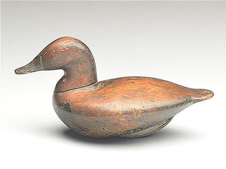 Benjamin Dye : Rare ruddy duck