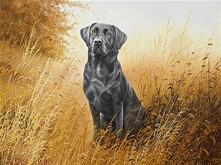 David Waller : Black Labrador