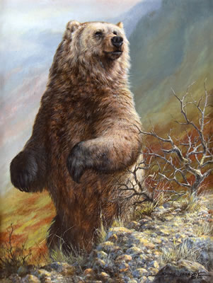 Jorge Mayol : Grizzly Bear