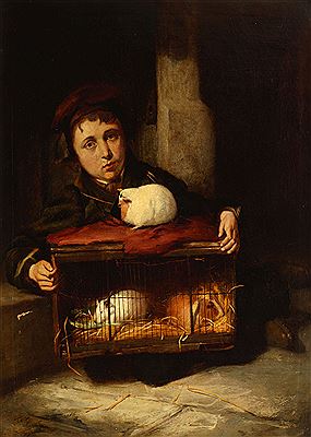 Robert James : Portrait of a boy with guinea pigs in a stable