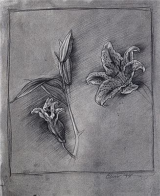 Tom Carr : Study of lilies