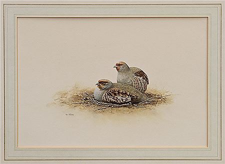 Rex Flood : English Partridges