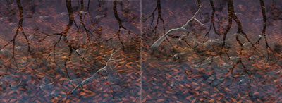 Lin Onus : Fish at Dusk (diptych)