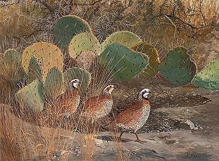 Travis Keese : Quail Family